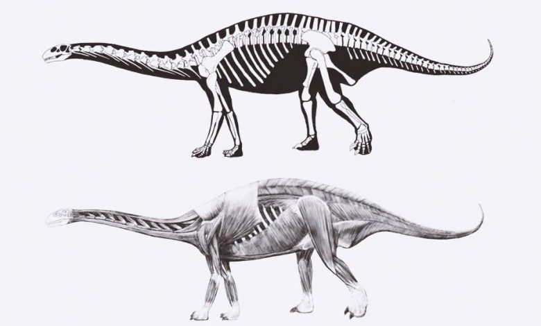 Tazoudasaurus Naïmi the oldest dinosaur in the world, discovered in Morocco.