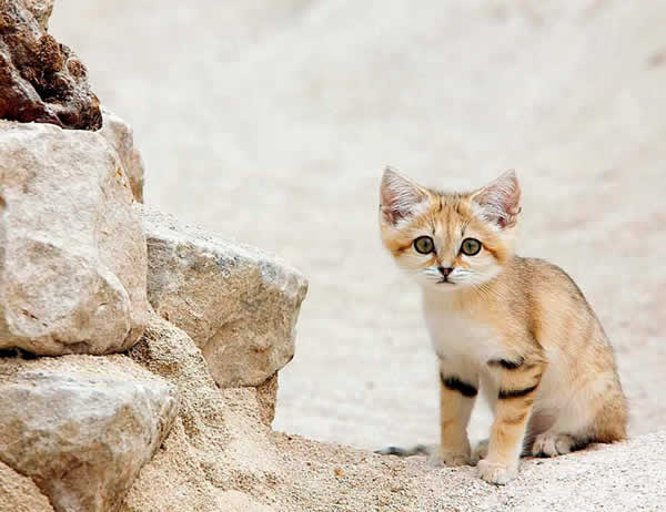 A cute little sand cat