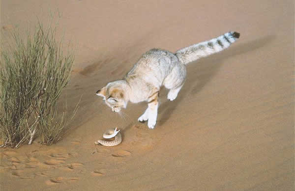 A sand cat in the desert trying to kill a snake