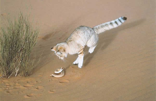 Learn 10 Things About The Sand Cat Who Lives In Morocco Kanbrik Com