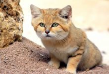 The sand cat in Morocco
