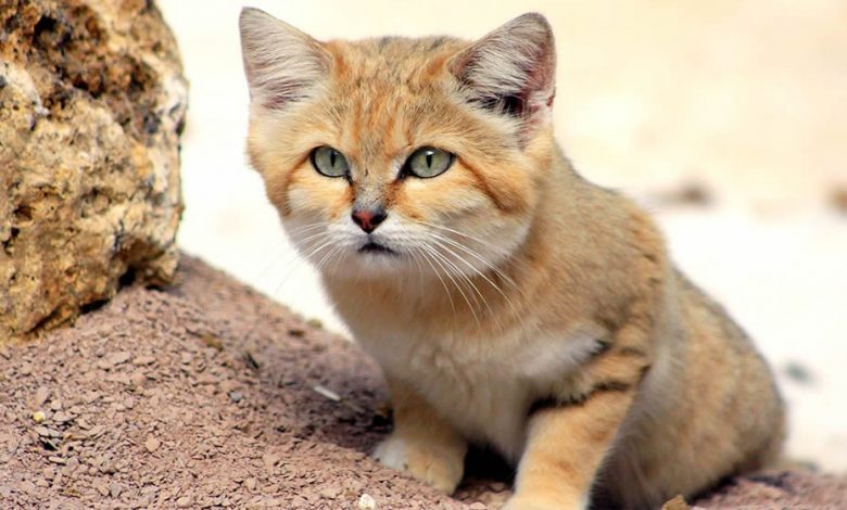 The sand cat in Morocco