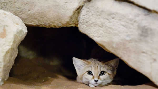A small sand cat hiding in a hole
