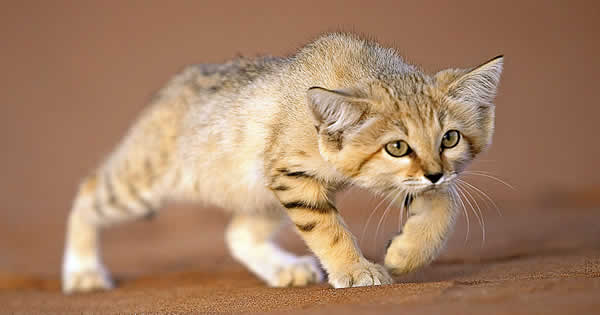A sand cat in the sahara