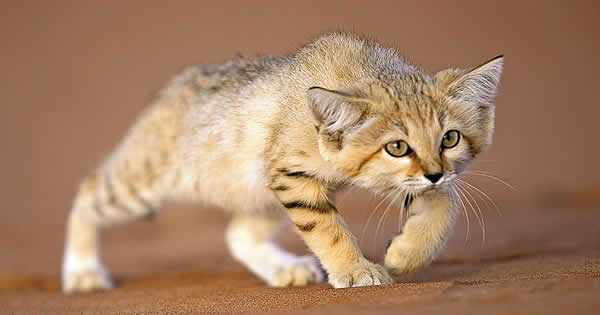 Learn 10 Things About The Sand Cat Who Lives In Morocco Kanbrik Com