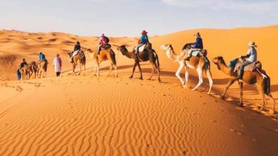 People riding camels in the desert of Morocco