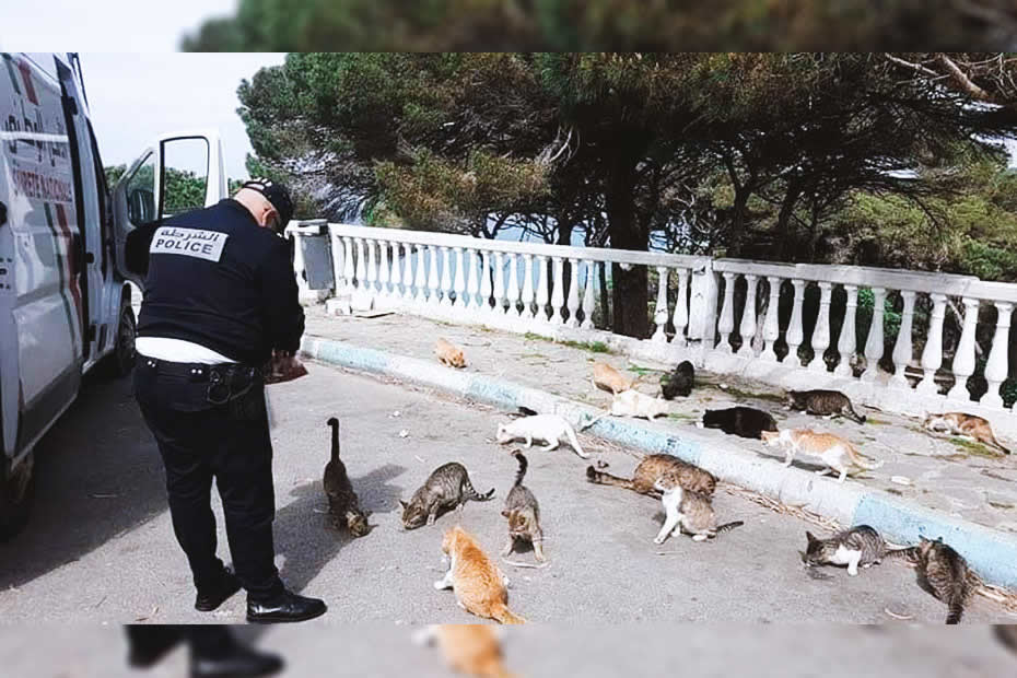 Moroccan police man given food to homeless cats because of the covid-19 pandemic