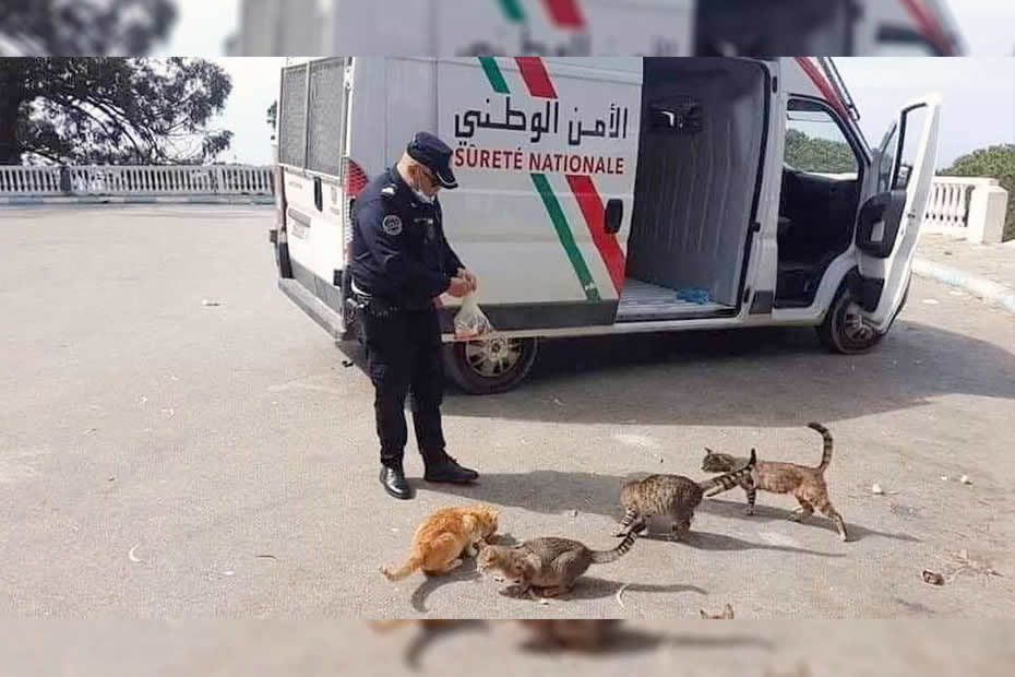 Moroccan police man given food to homeless cats because of the covid-19 pandemic