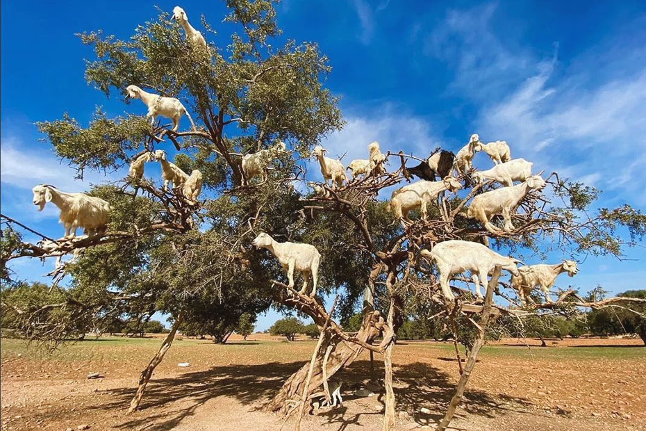 goats climbing on a tree in morocco- what is morocco known for