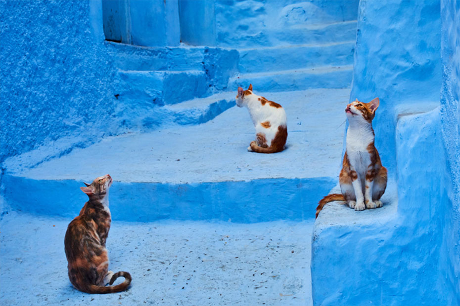 cats in streets of morocco